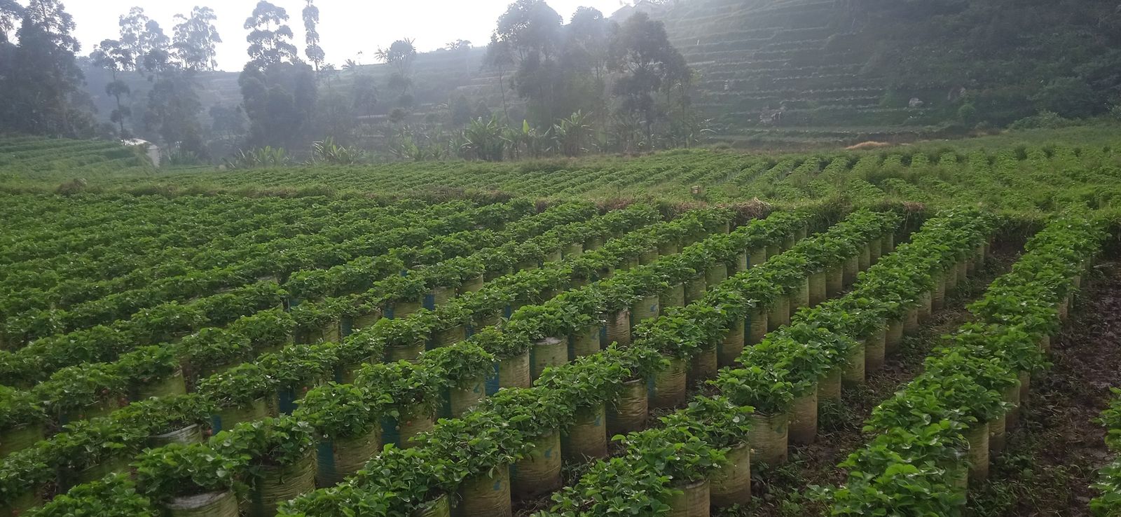 Barisan tanaman stroberi Ciwifarm dalam polybag di lahan berundak Ciwidey
