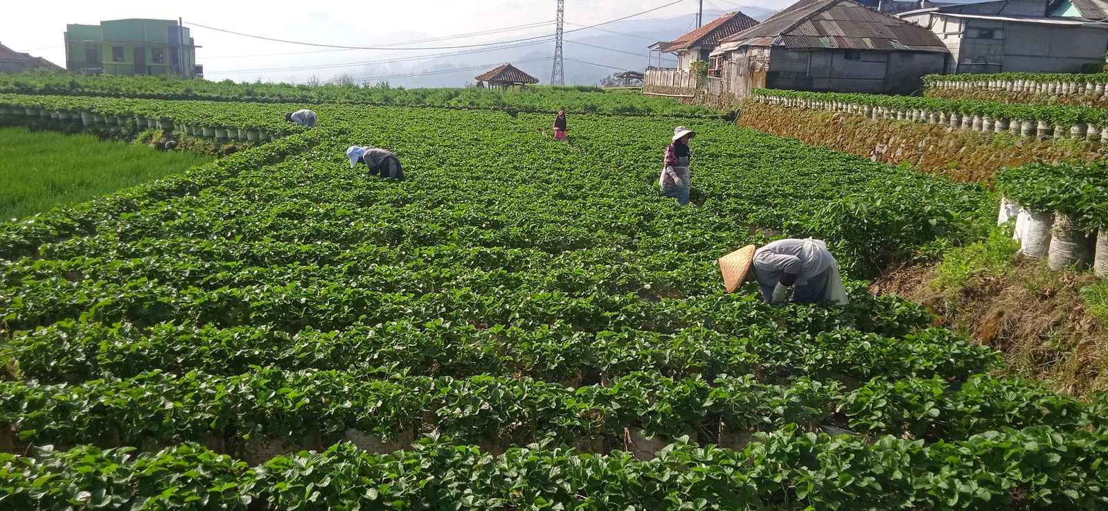 Pekerja memanen stroberi di kebun Ciwifarm dengan latar perbukitan dan pemukiman Ciwidey