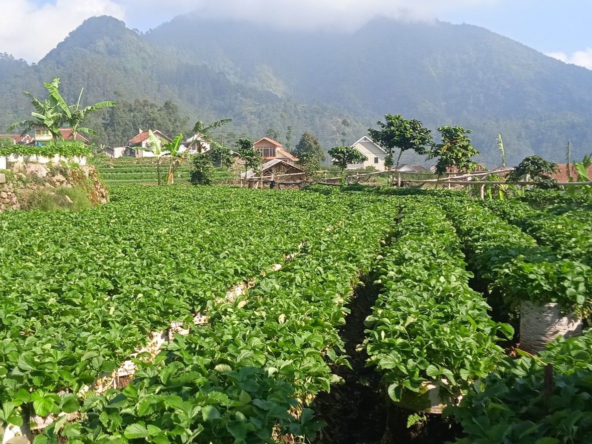 Pemandangan kebun stroberi Ciwifarm dengan latar pegunungan dan rumah penduduk di Ciwidey