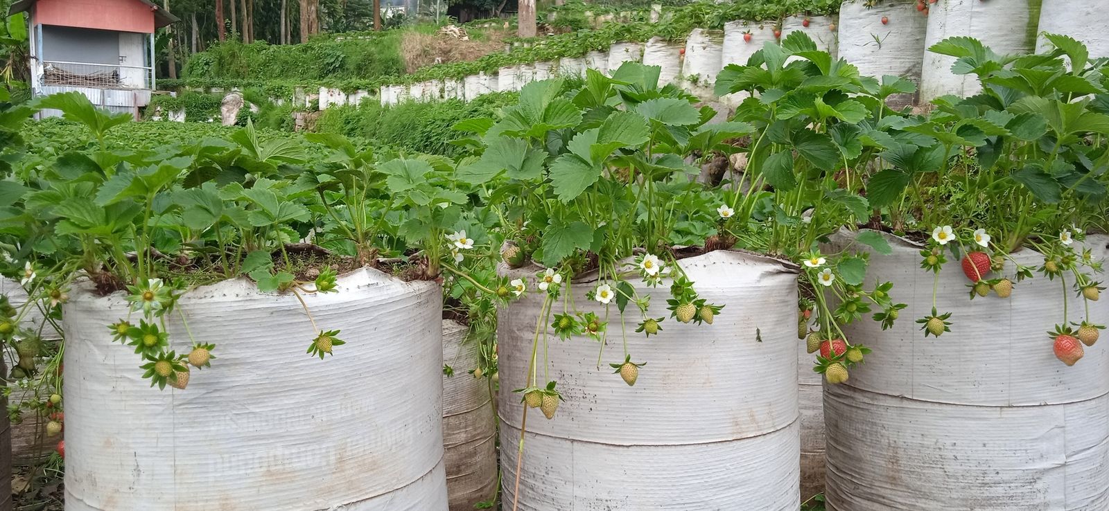 Bunga dan buah stroberi yang tumbuh di kebun Ciwifarm, Ciwidey