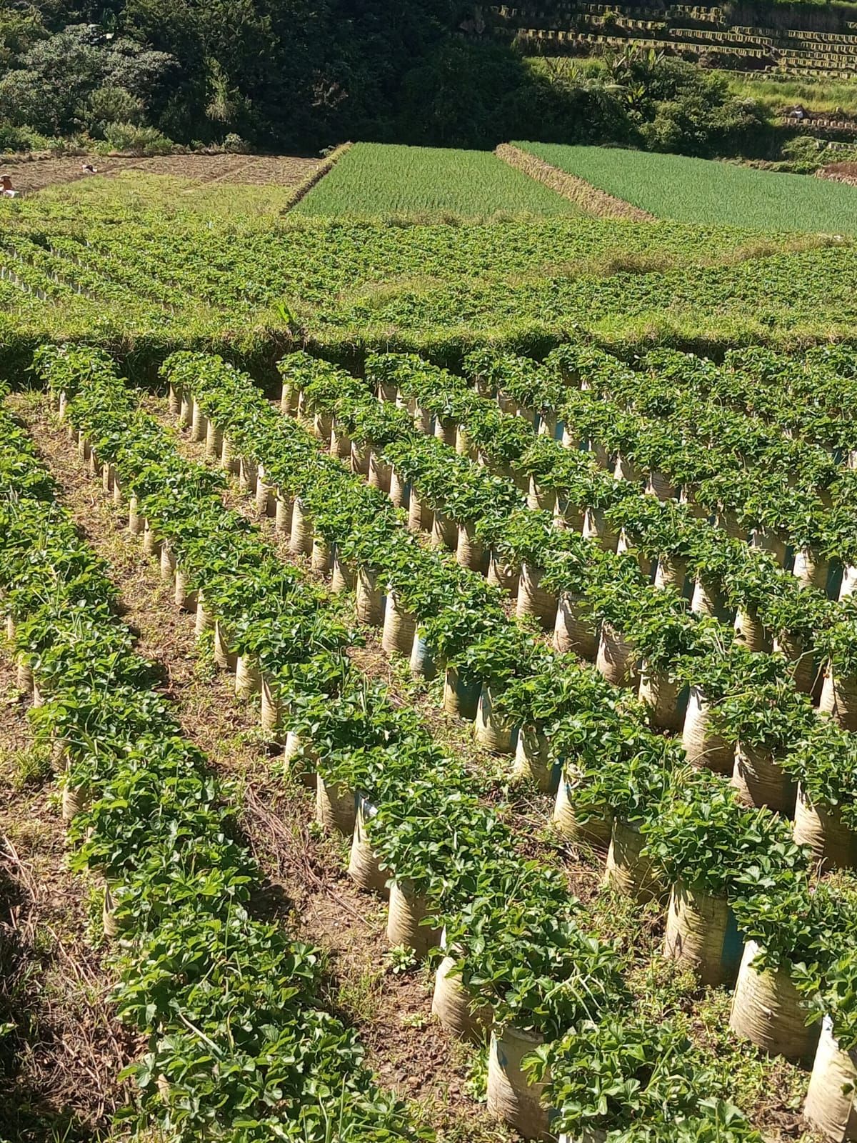 Petani memanen dan memilah stroberi segar langsung dari kebun Ciwifarm di Ciwidey