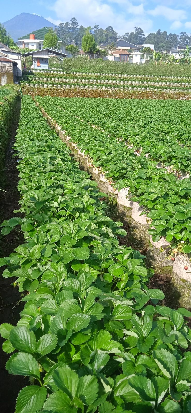 Lahan stroberi berundak Ciwifarm yang memasok kebutuhan grosir di Ciwidey